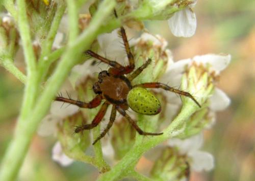 Araniella sp.