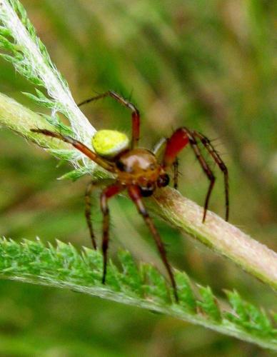 Araniella sp.