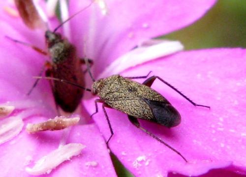 Réf. 34 730 : Lepidargyrus ancorifer