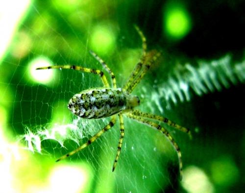 Argiope bruennichi