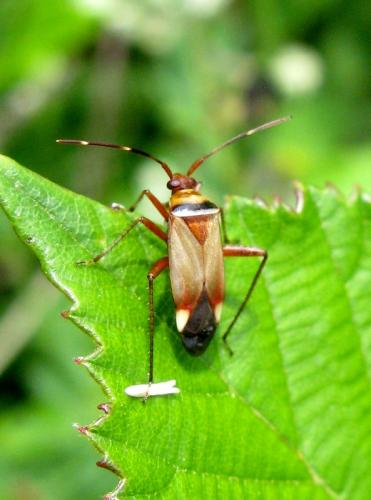 Réf. 34 729 : Adelphocoris vandalicus