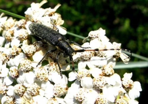 Agapanthia dahli