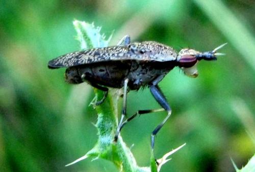 Euthycera cribrata
