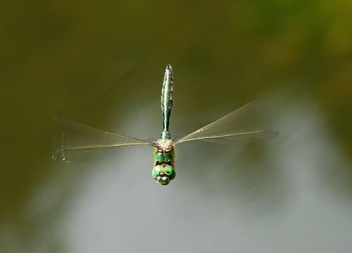 Somatochlora flavomaculata