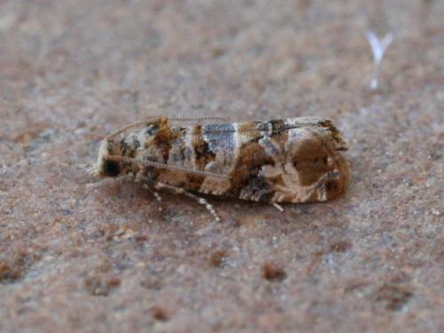 Réf. 34 154 : Lobesia botrana