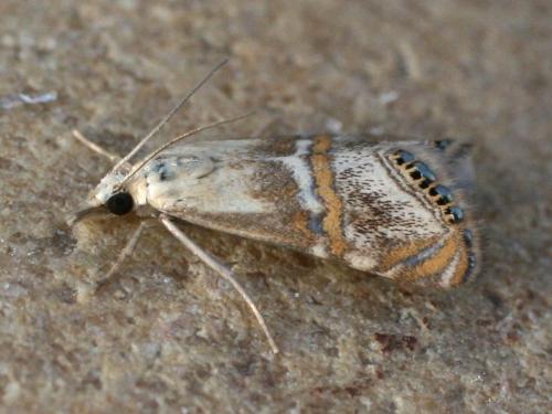 Réf. 34 153 : Euchromius anapiellus