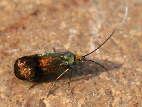 Nemophora fasciella