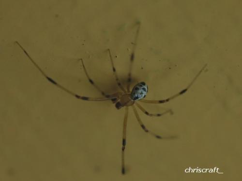Réf. 34 793 : Heterotheridion nigrovariegatum