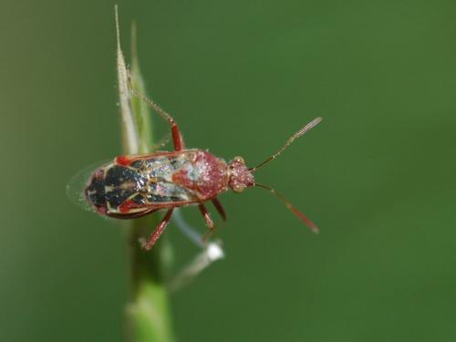 Liorhyssus hyalinus