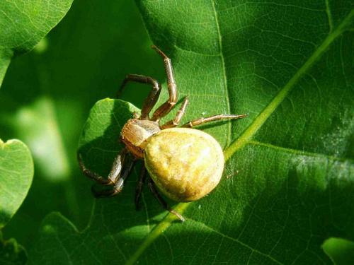 Xysticus sp.