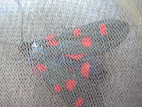 Réf. 34 405 : Zygaena ephialtes