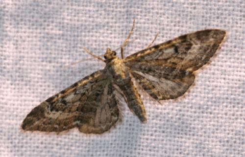 Réf. 34 100 : Eupithecia nanata