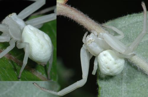 Misumena vatia