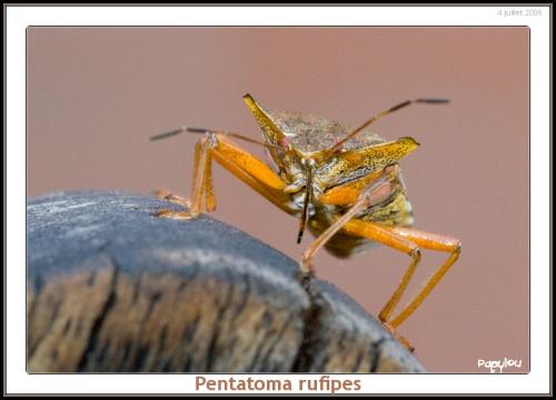 Pentatoma rufipes