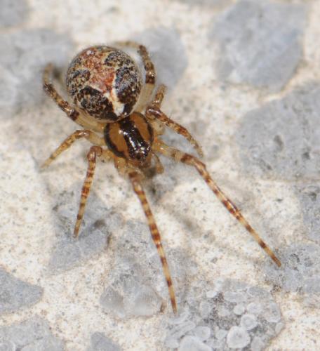 Theridion pictum