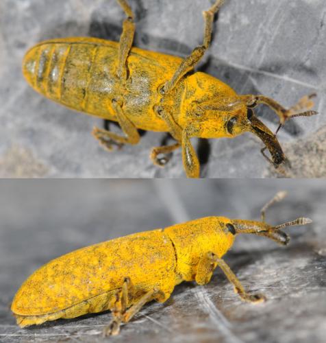 Réf. 34 996 : Lixus bardanae