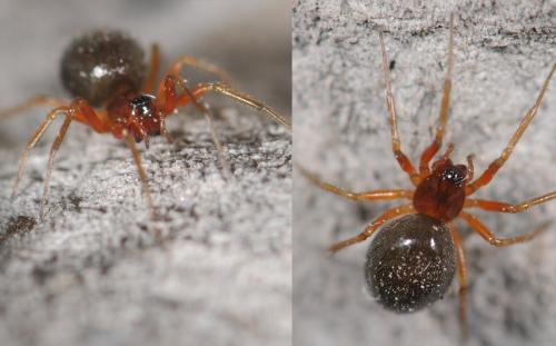 Erigone sp.