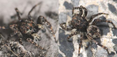 Réf. 34 092 : Attulus pubescens