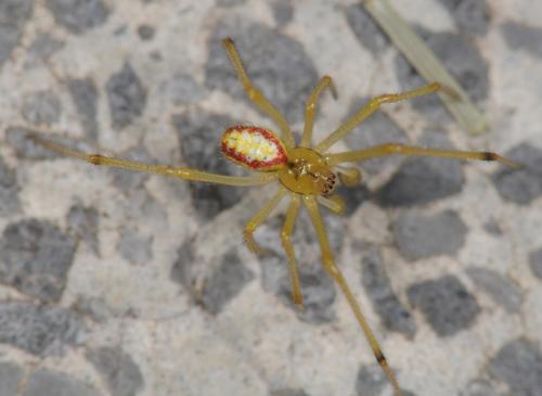 Réf. 34 106 : Enoplognatha sp.