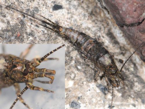 Réf. 34 090 : Trigoniophthalmus alternatus