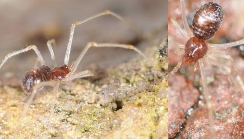 Neottiura bimaculata