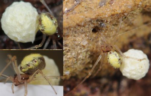 Réf. 34 482 : Neottiura bimaculata