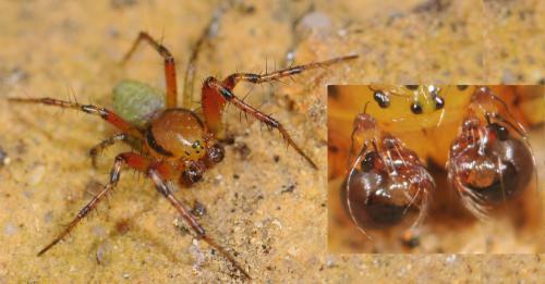 Araniella sp.