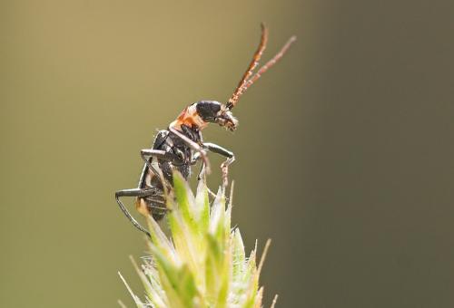 Axinotarsus marginalis