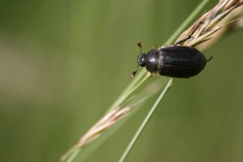 Amphimallon atrum