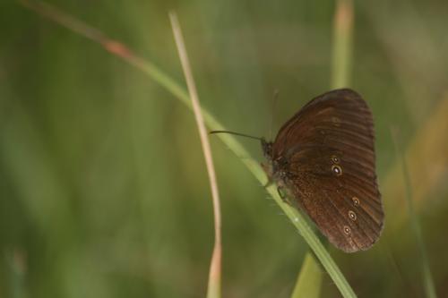 Aphantopus hyperantus