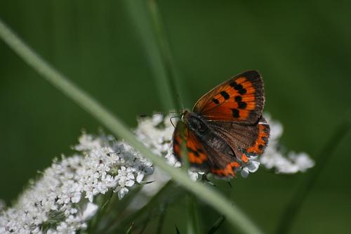 Lycaena phlaeas