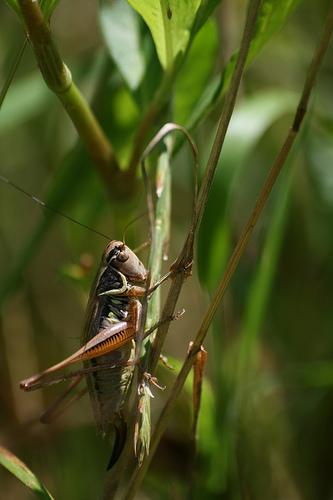 Roeseliana roeselii