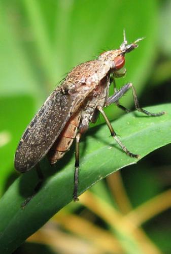 Euthycera cribrata
