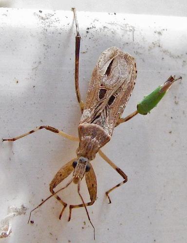 Réf. 34 261 : Oncocephalus pilicornis