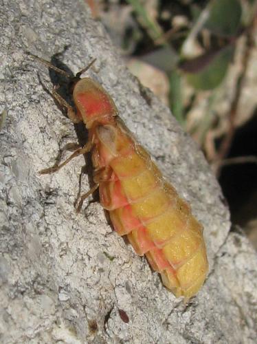 Nyctophila reichii