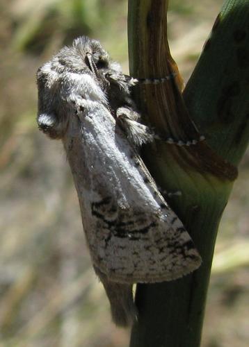 Parahypopta caestrum