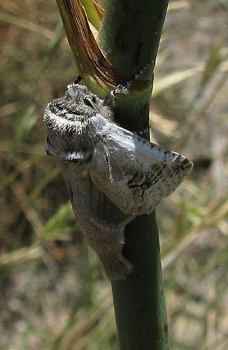 Réf. 34 469 : Parahypopta caestrum