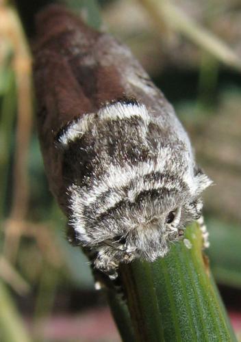 Parahypopta caestrum