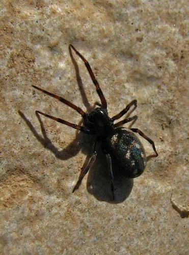 Nurscia albomaculata