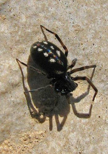 Nurscia albomaculata