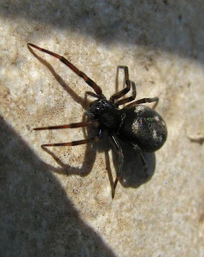 Nurscia albomaculata