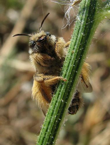 Dasypoda sp.