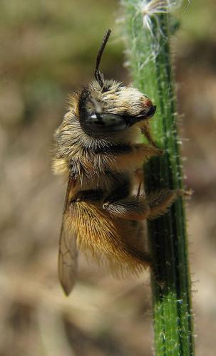 Dasypoda sp.