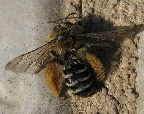 Dasypoda sp.