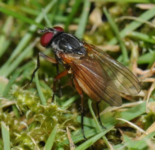 Fannia lustrator
