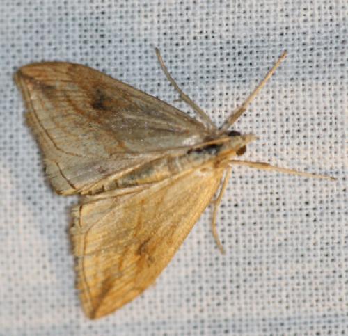Réf. 34 030 : Evergestis forficalis
