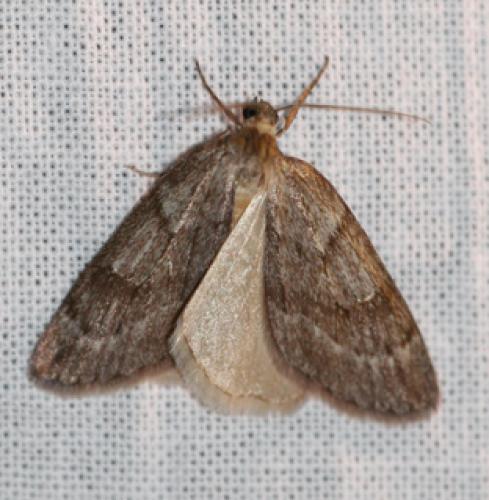 Pachycnemia hippocastanaria