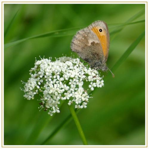 Coenonympha pamphilus