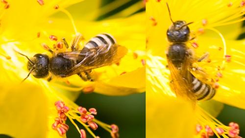 Halictus scabiosae
