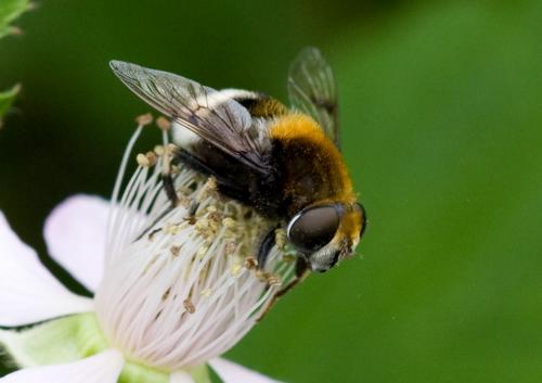 Réf. 34 069 : Eristalis intricaria